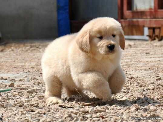 金毛 金毛犬 金毛狗 金毛犬图片 金毛价格