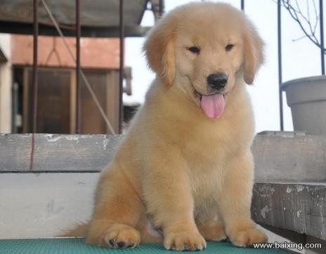 金毛 金毛犬 金毛狗 金毛犬图片 金毛价格