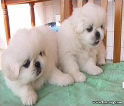 如此品相【可爱健康京巴幼犬】喜欢的来公母全部都有