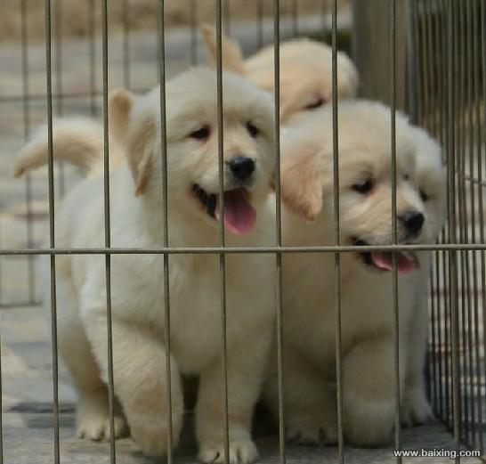 金毛 金毛犬 金毛狗 金毛犬图片 金毛价格