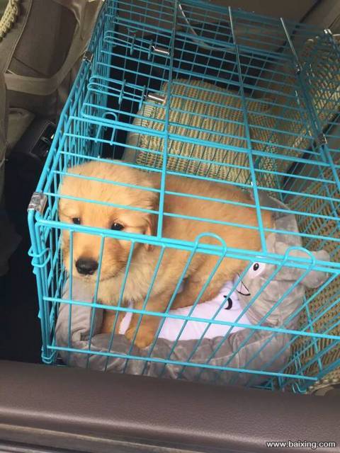 金毛 金毛犬 金毛狗 金毛犬图片 金毛价格