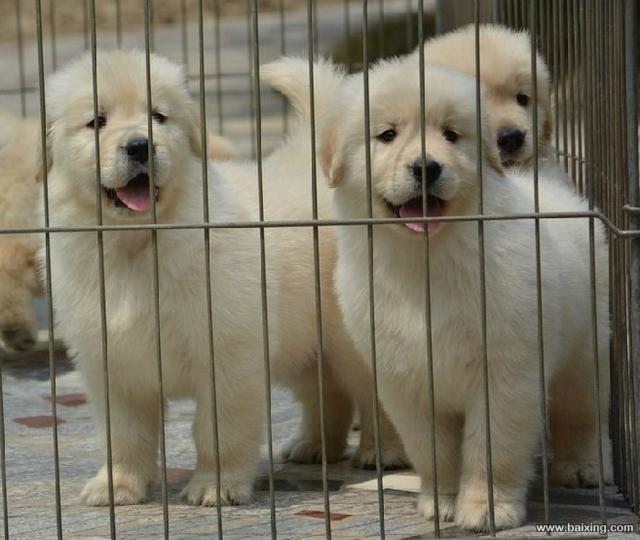 金毛 金毛犬 金毛狗 金毛犬图片 金毛价格