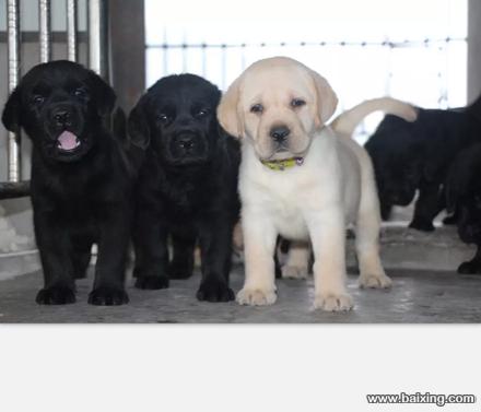 【重庆犬舍直销】【纯种拉布拉多犬】证书齐全、签协议
