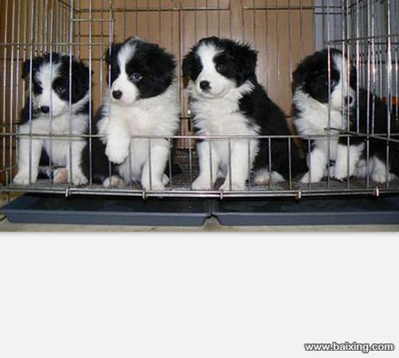重庆犬舍直销、纯种边境牧羊犬、证书齐全、签协议