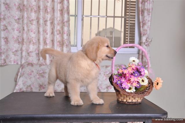 美版大头金毛幼犬 CKU认证血统 纯种金毛狗