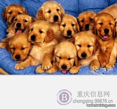 重庆犬舍直销、纯种赛级金毛犬、证书齐全、签协议