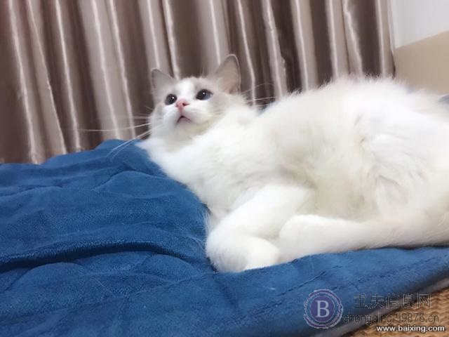 赛级布偶大种公带血统带证配种